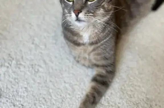 Animaux perdus Strasbourg, photo: Chat tigré clair de 3 ans perdu à Strasbourg