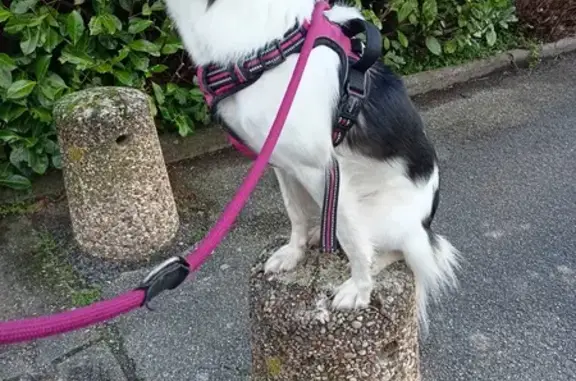 Chien disparu : Dawa, chienne tricolore craintive - photo