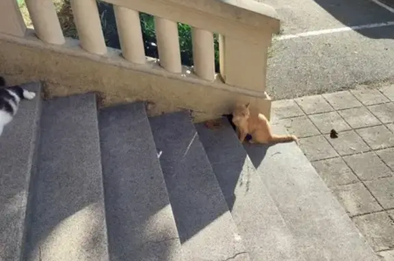 Chatte rousse et blanche trouvée à Belfort - photo