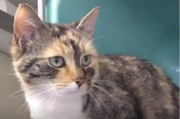 Chat perdu, , photo: Chatte tricolore perdue, collier rose