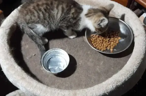 Chaton câlin cherche famille à Drugeac - photo