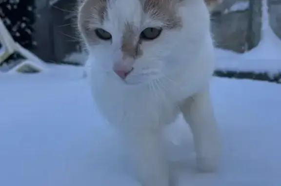 Chat perdu, Valenciennes, photo: Chat roux et blanc disparu à Valenciennes