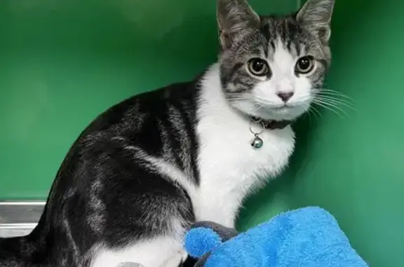 Chat mâle tigré trouvé Rue Capitaine Guiraud - photo