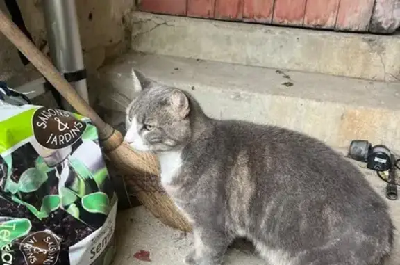 Chatte grise trouvée quai Jacques Prévert, Meaux - photo