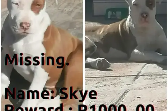 Missing Pitbull Skye - Roodepoort, 30 Aug