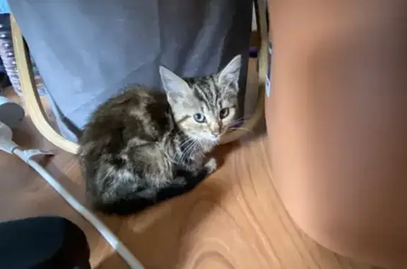 Chaton tricolore remis à la SPA d'Orléans - photo