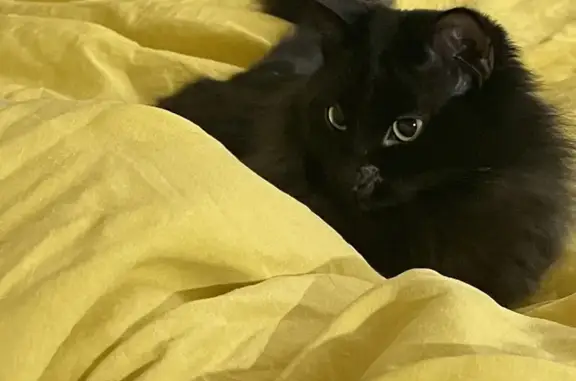 Chat perdu, Beausoleil, photo: Chatte perdue, 2 ans, Chemin Romain, Beausoleil
