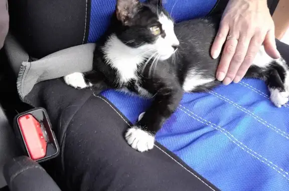 Chaton noir et blanc perdu à Dinard - photo