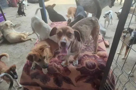 Chien perdu à Sisteron : Irka, croisée berger - photo