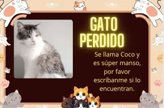 Gato Persa Blanco y Gris Perdido en Bormujos