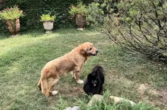 Chien disparu à Champlan, vieux et sourd - photo