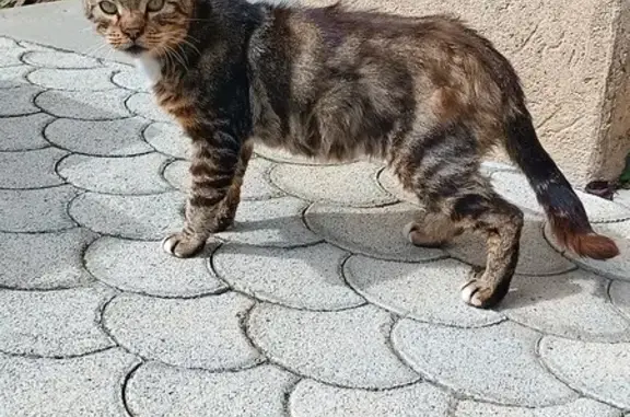 Chat noir/marron trouvé à Saint-Sulpice - photo