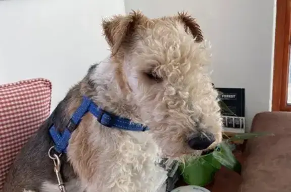 Lost Wired Fox Terrier on Rotary Way, WC