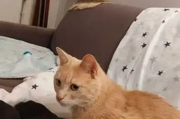 Chat roux disparu à Vienne-en-Val - photo