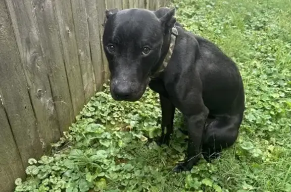 Found: Small Black Pit Bull on E 16th St, Indy