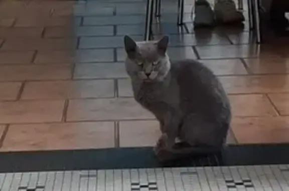 Animaux trouvés Douarnenez, photo: Chat British Shorthair trouvé à Douarnenez