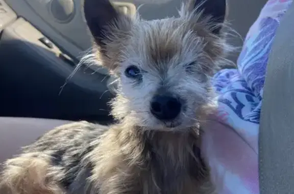 Lost Teacup Yorkie, Male, Age 12, Lenexa