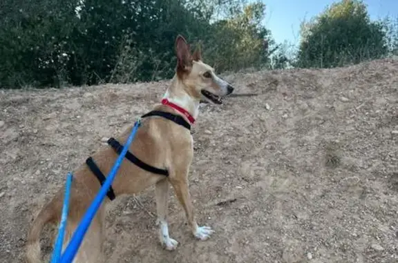 Perro Podenco Perdido en Sant Sadurní: Tula