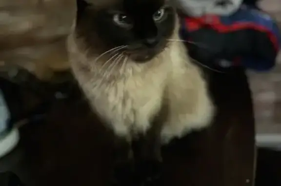 Lost Siamese Cat: Cross-Eyed, Black Paws, Burrillville