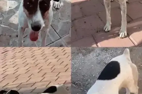 ¡Perro Perdido en Avenida de la Cruz, Cox!