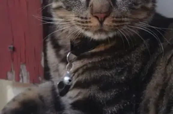 Chatte tigrée Luna perdue à Germigny - photo