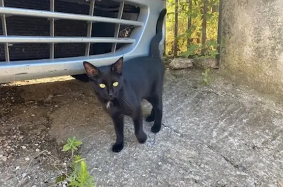 Chaton trouvé, tache blanche, St-Laurent-du-Var - photo