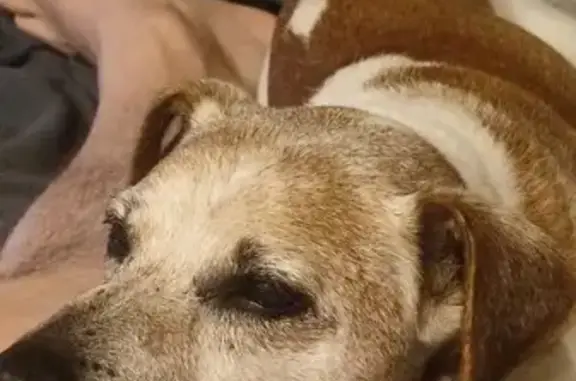 Chien perdu , photo : Jack Russell 14 ans perdu à Feillens