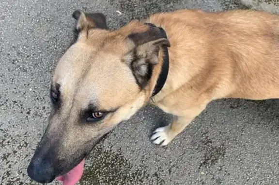 Chien jaune fatigué avec GPS trouvé à Châtillon - photo