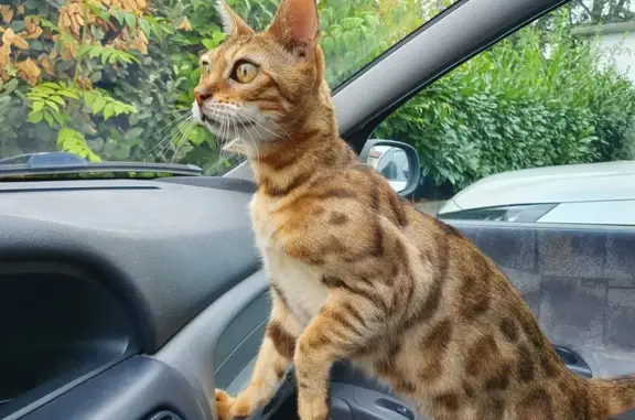 Chatte Bengal perdue Rue de Bellevue - photo