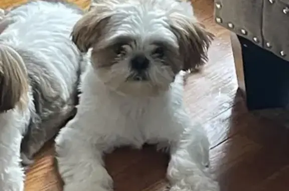 Missing Shih Tzu: Female, White/Brown, Framingham