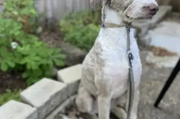 Lost Aussiedoodle on Hennepin Ave - Help!