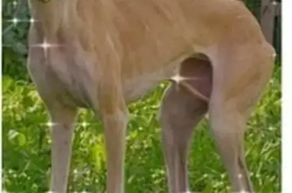Chien perdu , photo : Chienne Lévrier Espagnol Gina disparue