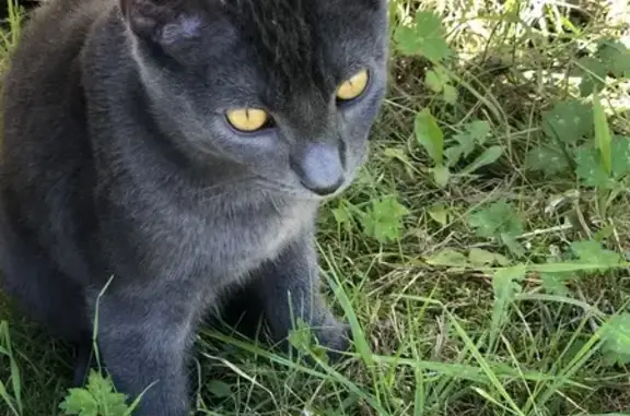 Chat trouvé , photo: Jeune chat gris trouvé, très sociable, Heudicourt