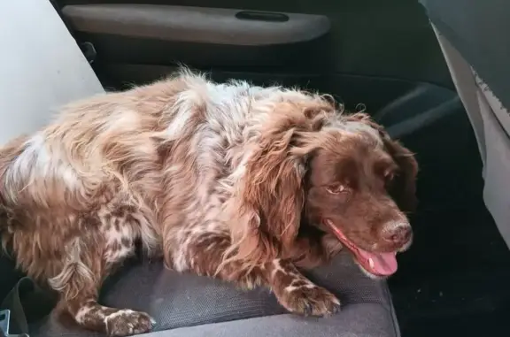 Chienne croisée trouvée à Ponteilla - photo
