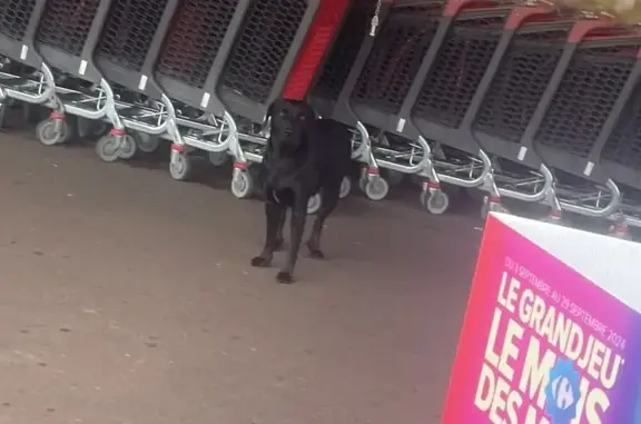 Chien croisé labrador noir trouvé à Saint-Nazaire - photo