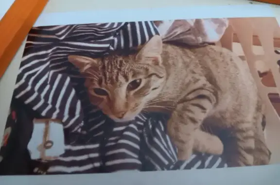 Chat perdu, Tassin-la-Demi-Lune, photo: Chatte tigrée perdue à Tassin-la-Demi-Lune