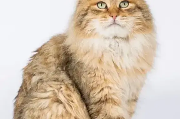 Animaux perdus Limoges, photo: Chat mâle doré perdu, Route de Grossereix
