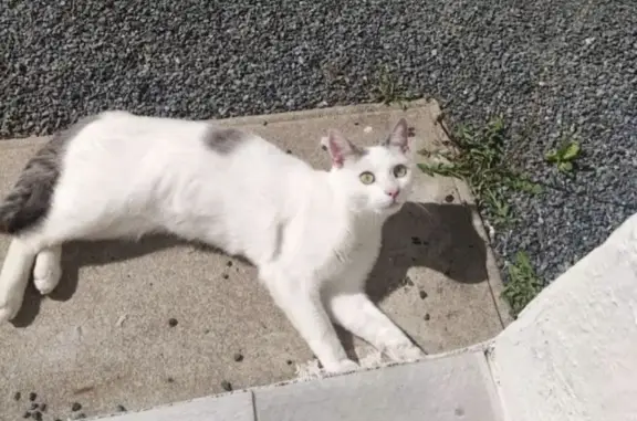 Chat perdu, Montluçon, photo: Chat européen mâle blanc/gris perdu à Montluçon