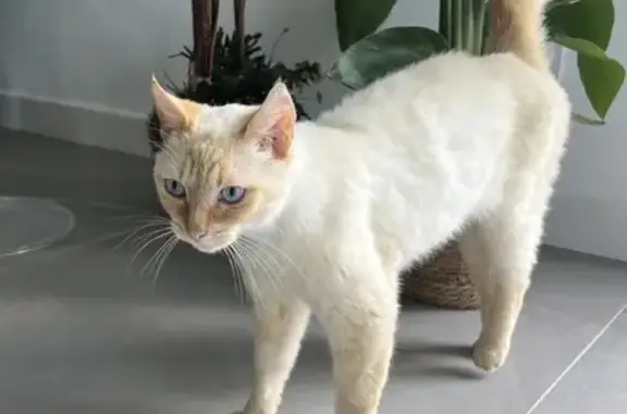 Chat mâle castré trouvé, 2 ans, crème et roux - photo