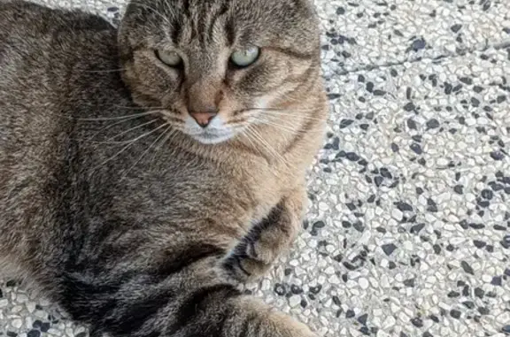 Chat perdu, , photo: Chat tigré Max perdu à Civrieux-d'Azergues