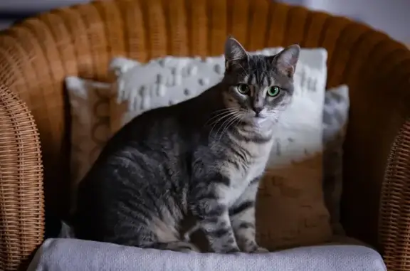 Chat femelle 3 ans disparue à Aurillac - photo