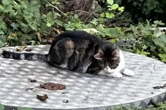 Chat mâle trouvé, stérilisé, Rue du Cornot - photo