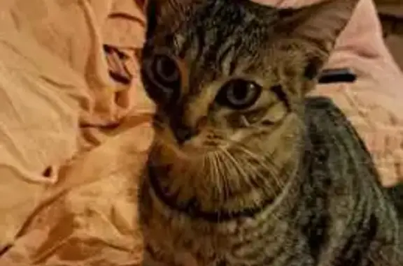 Jeune chatte tigrée grise trouvée à Veyssilieu - photo