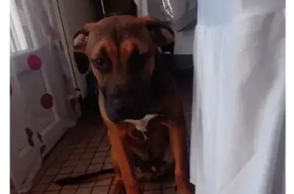 Chien perdu Angers, photo : Berger allemand croisé perdu à Angers