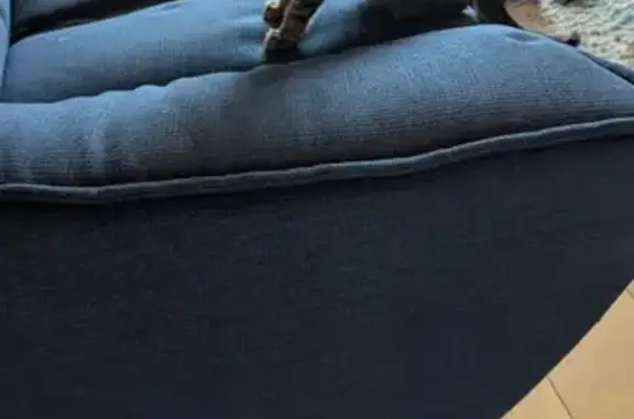 Chat trouvé Chemin de la Boucardière, Nantes - photo