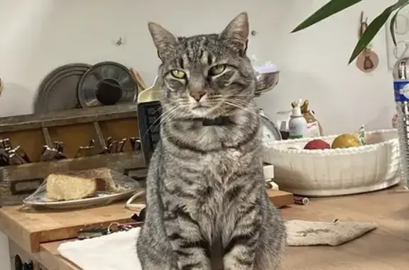 Chat perdu, Aiguillon, photo: Chat tigré gris disparu à Aiguillon
