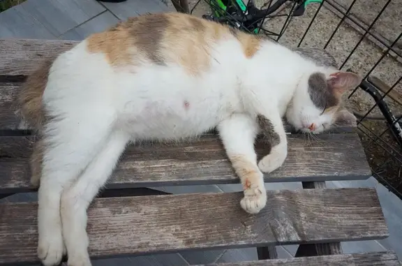 Chat perdu, Auchel, photo: Chatte mince très câline perdue à Auchel
