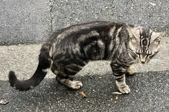Jeune chat mâle trouvé, Allée des Fontaines - photo