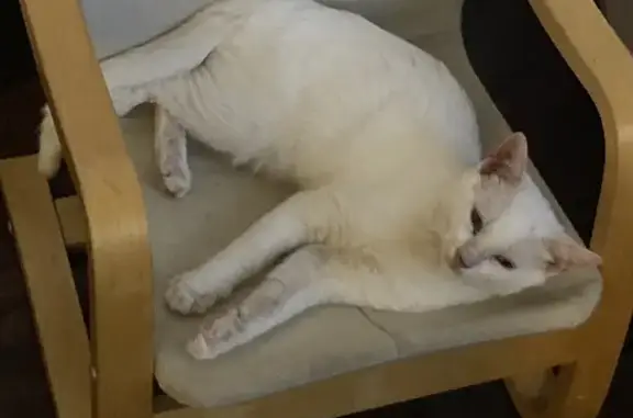 Chat européen blanc perdu à Flins-sur-Seine - photo