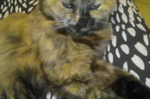 Chat perdu, Cannes, photo: Chatte écaille de tortue perdue à Cannes